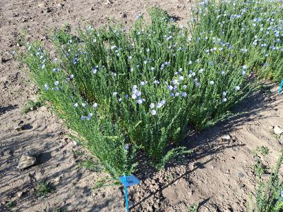 Click for 1 image(s) for this accession.